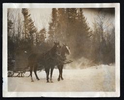 Horses Pulling Sleigh