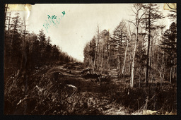 White Pine - Road Being Logged