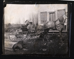 Dog in Horse-Drawn Cart