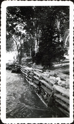 Seawall and Trees