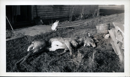 Gutted Deer Carcass