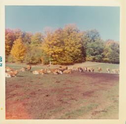 Cows in a Pasture