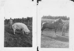 Andrew Benson, Sr. with Livestock