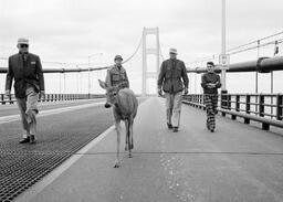 Deer crossing the Mackinac Bridge