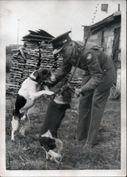 Tom Ross Petting Leashed Dogs